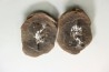 set of 5 concretions, Carboniferous from Mazon Creek - USA