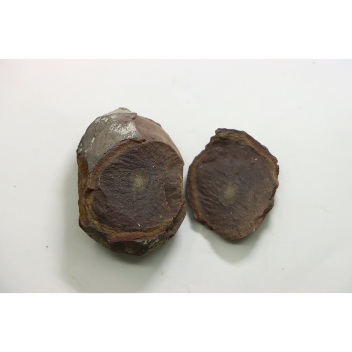 LOT de 5 Nodules du carbonifère de Mazon creek - USA