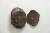 LOT de 5 Nodules du carbonifère de Mazon creek - USA