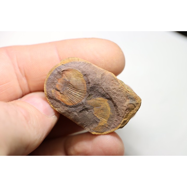 AVICULOPECTEN MAZONENSIS - Carboniferous - Mazon Creek - USA