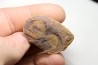 Nodule avec bivalve: AVICULOPECTEN MAZONENSIS - carbonifère - Mazon creek - USA