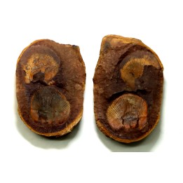 AVICULOPECTEN MAZONENSIS - Carboniferous - Mazon Creek - USA