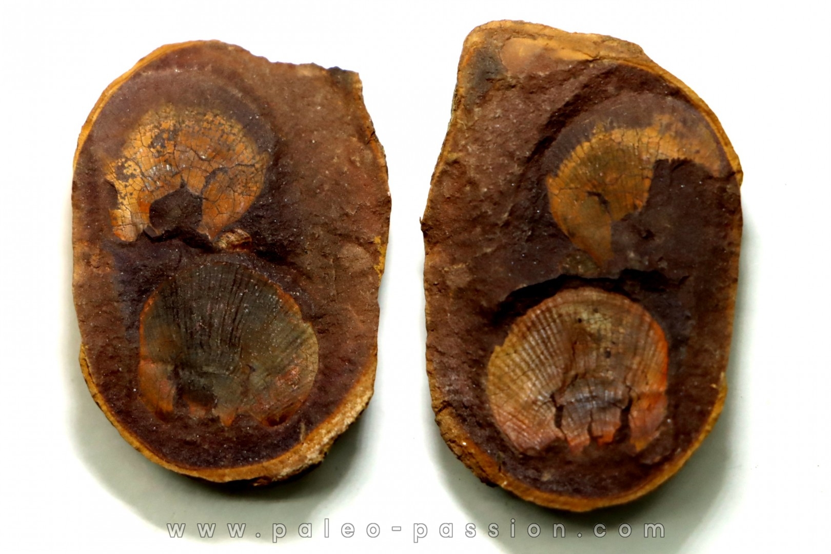 Nodule avec bivalve: AVICULOPECTEN MAZONENSIS - carbonifère - Mazon creek - USA