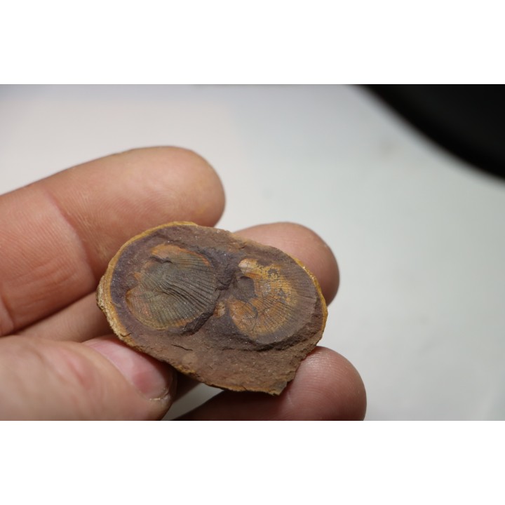 AVICULOPECTEN MAZONENSIS - Carboniferous - Mazon Creek - USA