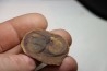 Nodule avec bivalve: AVICULOPECTEN MAZONENSIS - carbonifère - Mazon creek - USA