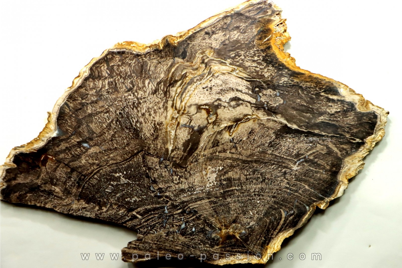 CALLIXYLON WHITEANUM - Devonian - Woodford Shale - Oklahoma - USA
