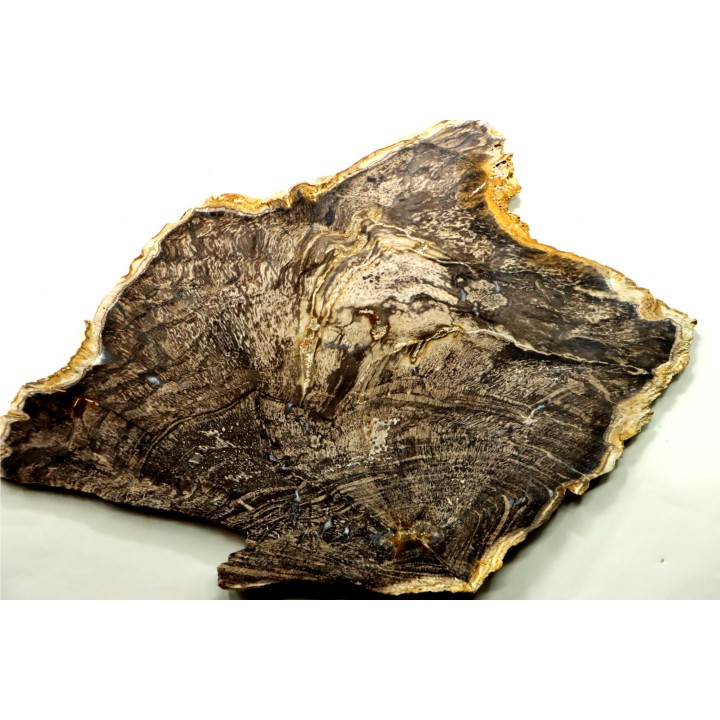 CALLIXYLON WHITEANUM - Devonian - Woodford Shale  - Oklahoma - USA