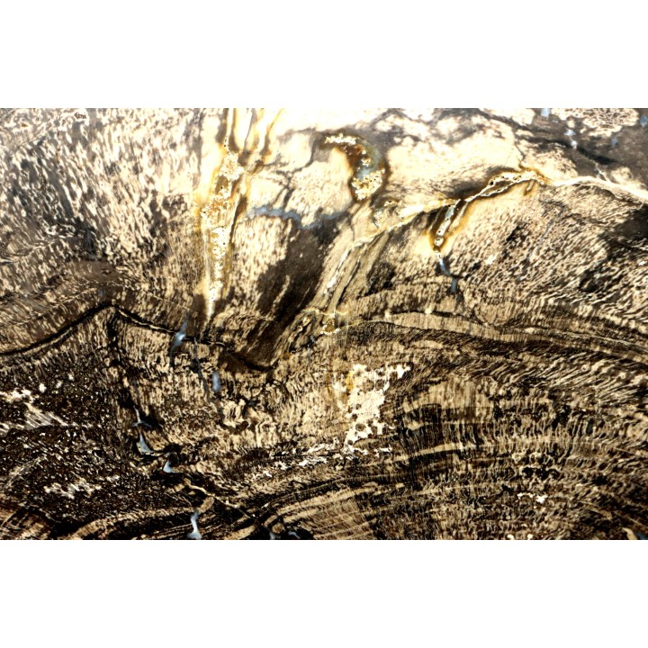 CALLIXYLON WHITEANUM - Devonien - Woodford Shale - Oklahoma - USA