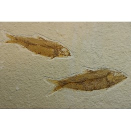 poisson fossile KNIGHTIA EOCAENA - USA