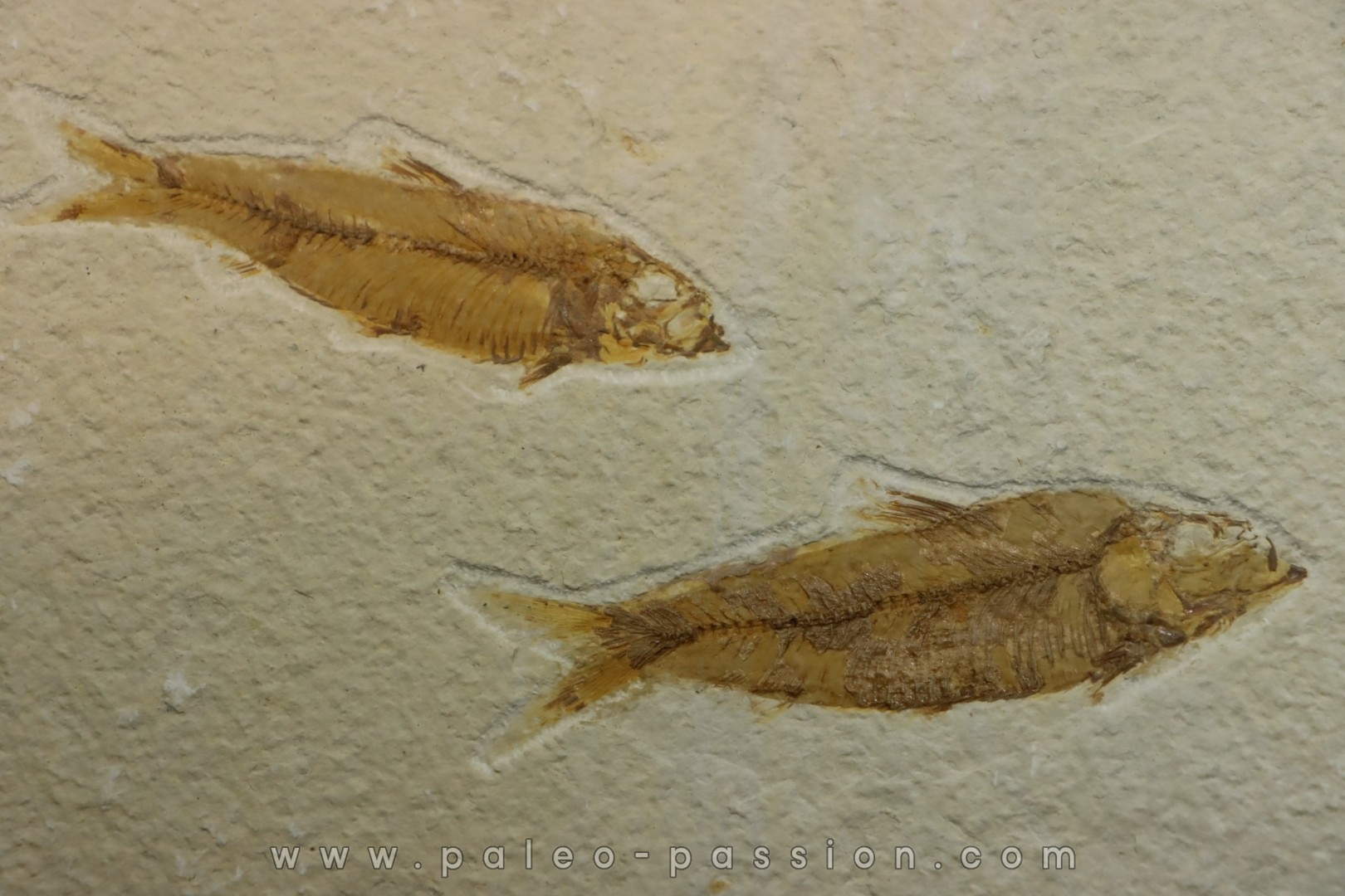 poisson fossile KNIGHTIA EOCAENA - USA