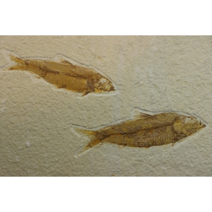 KNIGHTIA EOCAENA