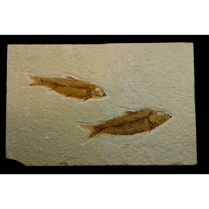 KNIGHTIA EOCAENA