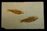 KNIGHTIA EOCAENA