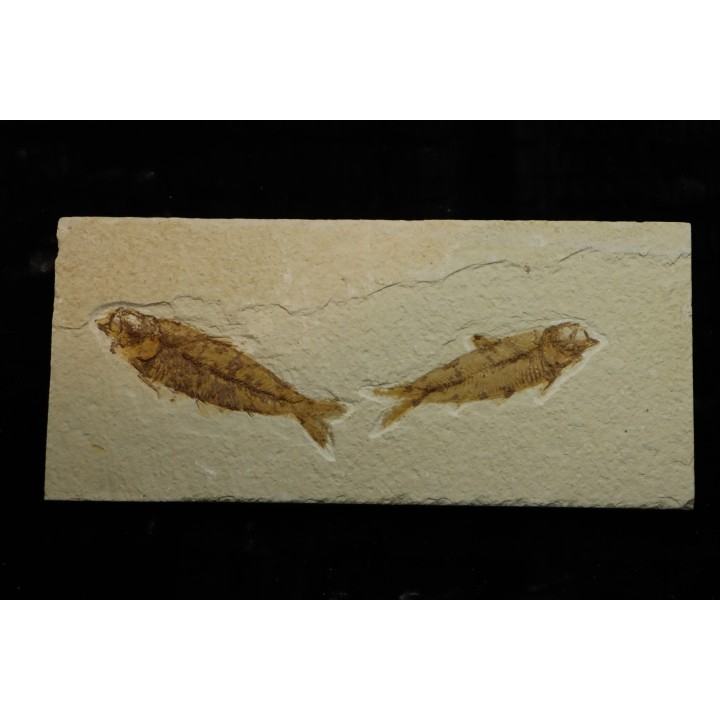 KNIGHTIA EOCAENA