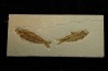 KNIGHTIA EOCAENA