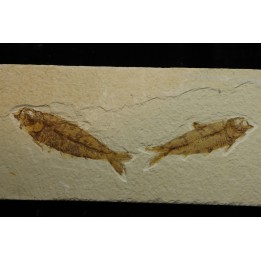 KNIGHTIA EOCAENA
