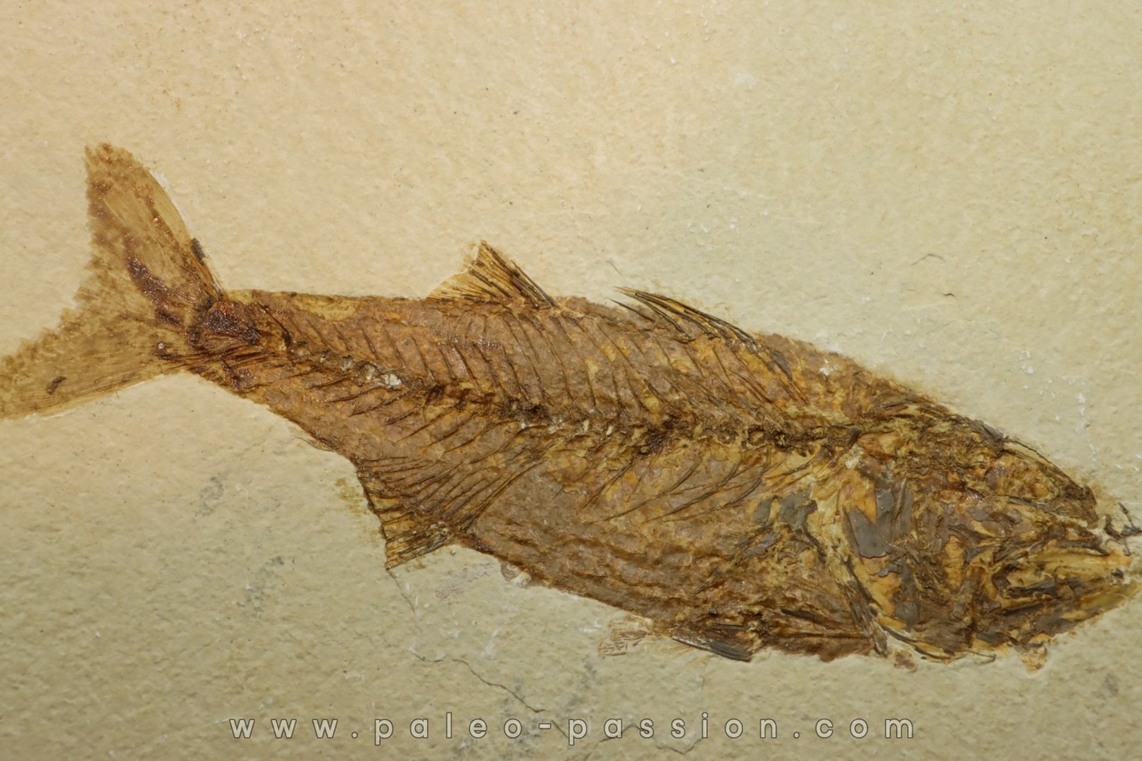 Mioplosus labracoides
