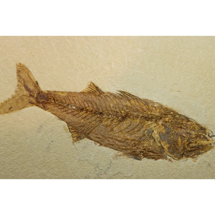 Mioplosus labracoides