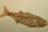 GRAND poisson fossile 24 cm! Mioplosus labracoides - USA