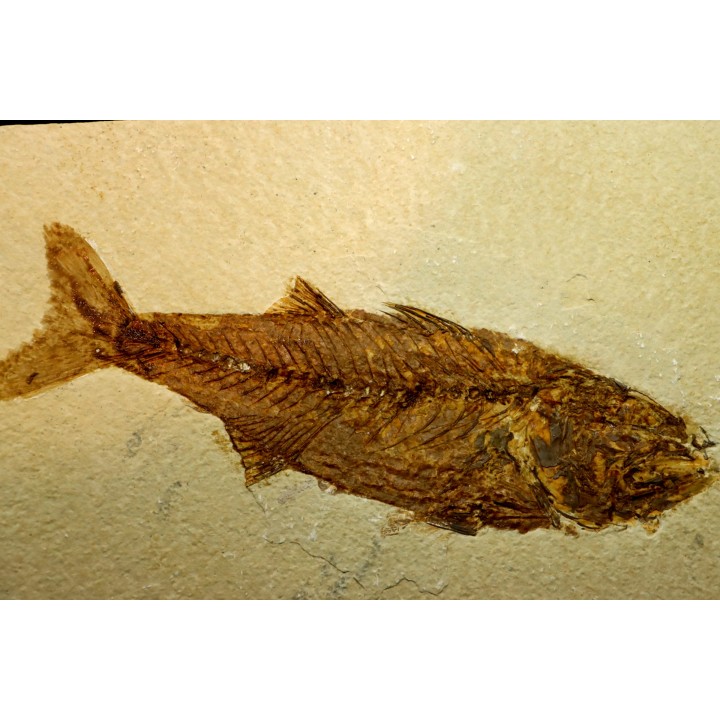 GRAND poisson fossile 24 cm! Mioplosus labracoides - USA