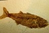 Mioplosus labracoides