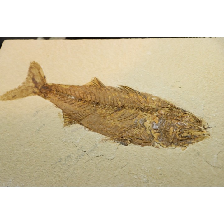 Mioplosus labracoides