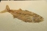 Mioplosus labracoides