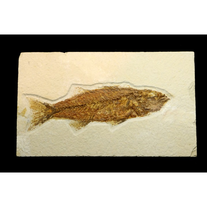 Mioplosus labracoides