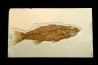 Mioplosus labracoides