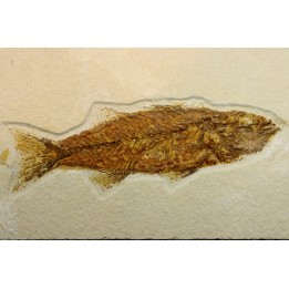 Mioplosus labracoides