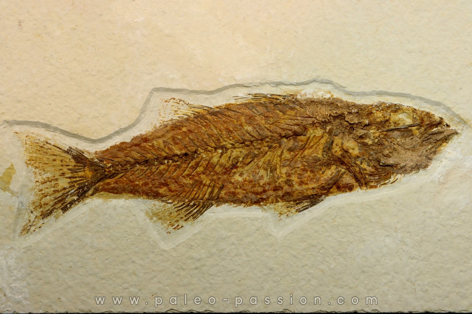 Mioplosus labracoides