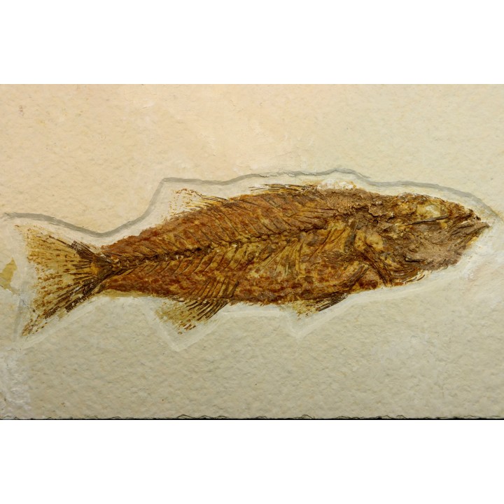 Mioplosus labracoides