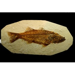 ENORME poisson fossile de 33 cm! Mioplosus labracoides - USA