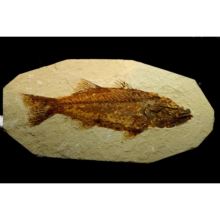 Mioplosus labracoides