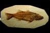 Mioplosus labracoides