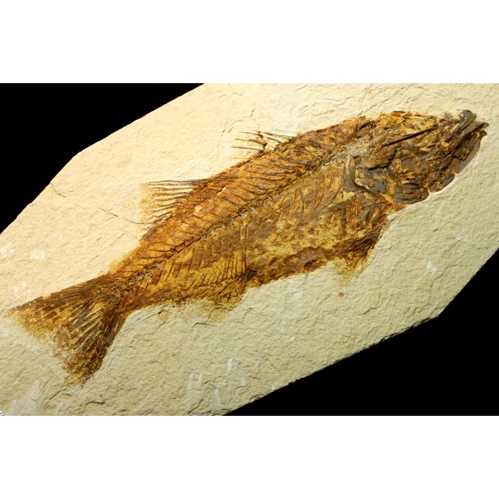 Mioplosus labracoides