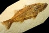 Mioplosus labracoides