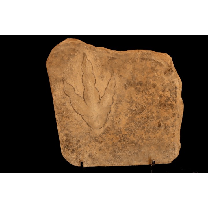 dinosaur foot print : Grallator variabilis
