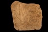 empreinte de dinosaure Grallator variabilis
