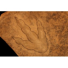 empreinte de dinosaure Grallator variabilis