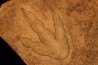 dinosaur foot print : Grallator variabilis