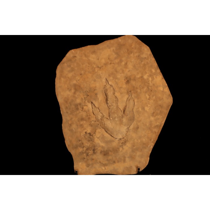 dinosaur foot print : Grallator variabilis