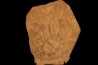 empreinte de dinosaure Grallator variabilis