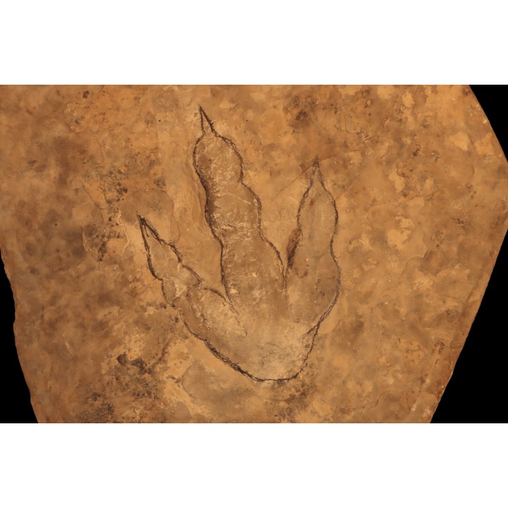 empreinte de dinosaure Grallator variabilis