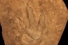dinosaur foot print : Grallator variabilis