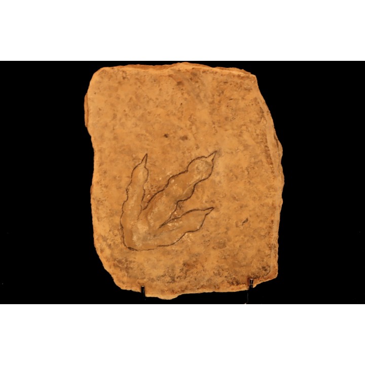 empreinte de dinosaure Grallator variabilis