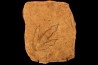 dinosaur foot print : Grallator variabilis