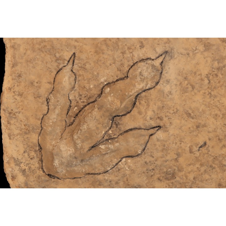 dinosaur foot print : Grallator variabilis