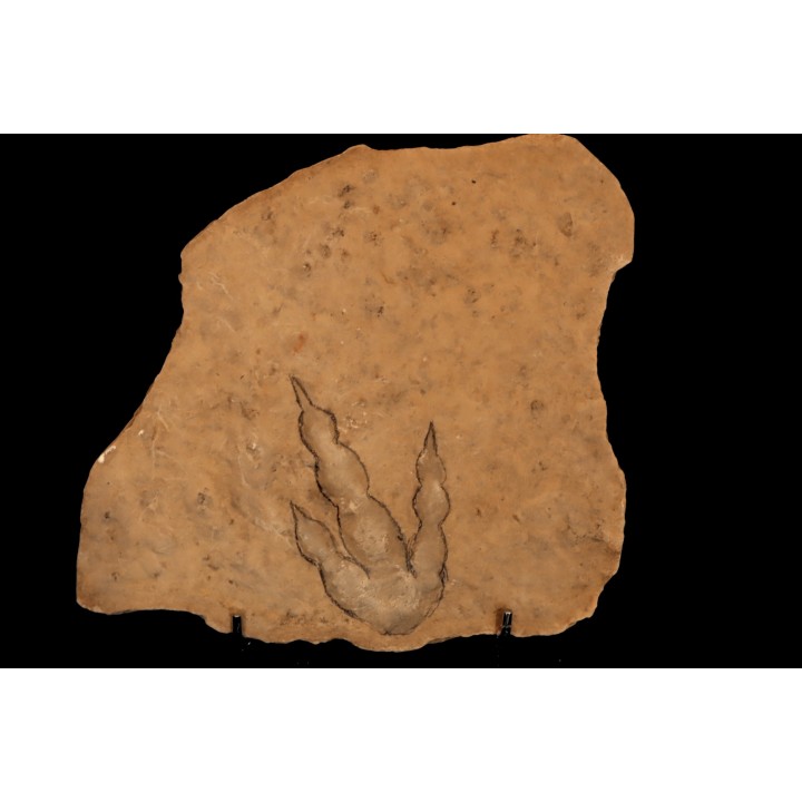empreinte de dinosaure Grallator variabilis