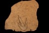 dinosaur foot print : Grallator variabilis